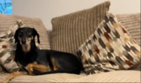 MALI PREVARANT RAZOTKRIVEN! Pas glumio nevinašce, a onda ga kamera odala - totalni hit! (VIDEO)